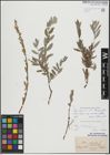 Foto von Salix repens L.